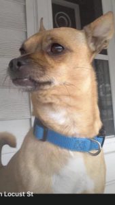 Bingo’s owners, the Veet family, are anxious for his return.
                                 Submitted photo